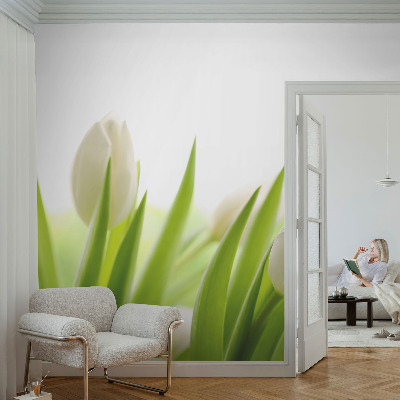 Fototapetas pagal matmenis Hvide tulpė