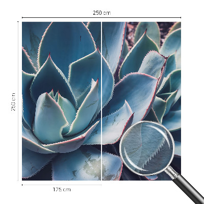 Fototapetas Žaliasis alavijas