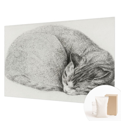 Flizelininis fototapetas Krøllet kat