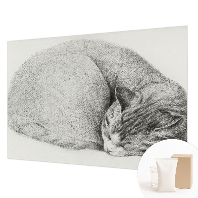 Flizelininis fototapetas Krøllet kat