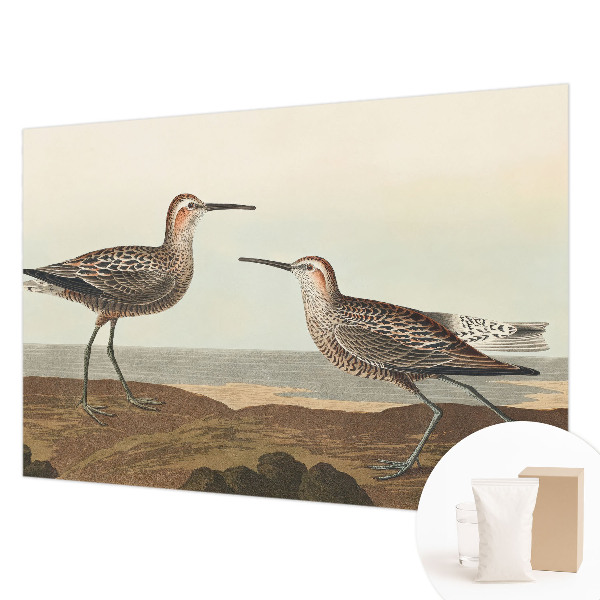 Fototapetas pagal matmenis Fuglesilhuetter