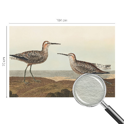 Fototapetas pagal matmenis Fuglesilhuetter