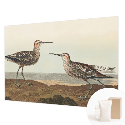 Fototapetas pagal matmenis Fuglesilhuetter