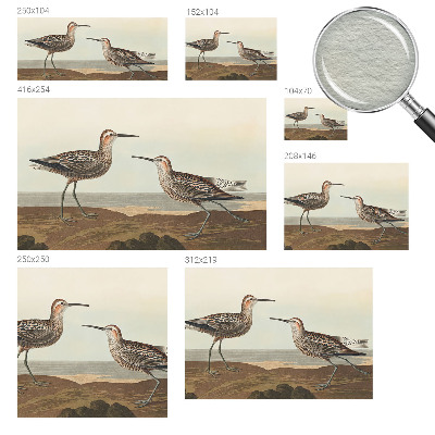 Fototapetas pagal matmenis Fuglesilhuetter