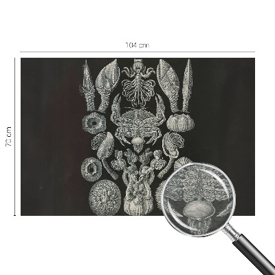 Aukštos kokybės fototapetas Povandeninis formuotojas