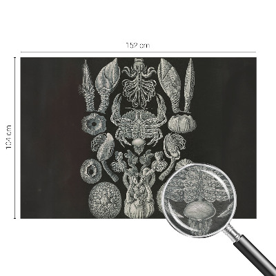 Aukštos kokybės fototapetas Povandeninis formuotojas