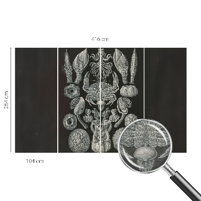 Aukštos kokybės fototapetas Povandeninis formuotojas