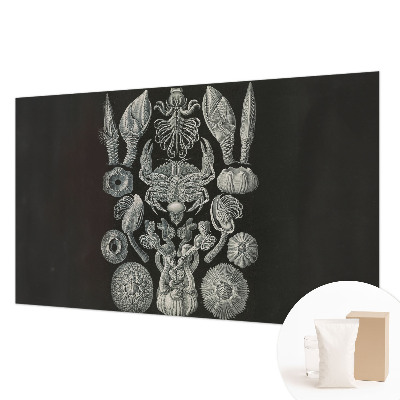 Aukštos kokybės fototapetas Povandeninis formuotojas