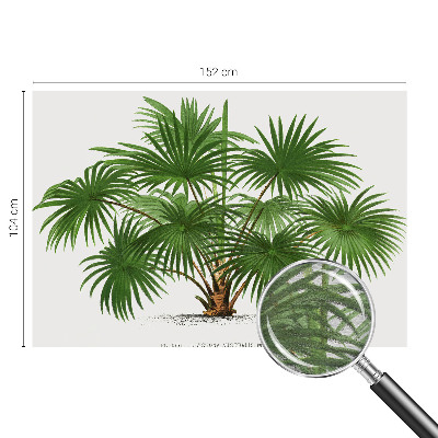 Fototapetas su egzotiniu monstera lapų motyvu