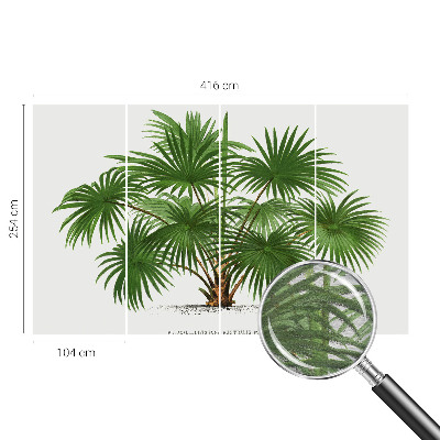 Fototapetas su egzotiniu monstera lapų motyvu