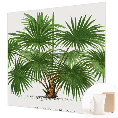 Fototapetas su egzotiniu monstera lapų motyvu