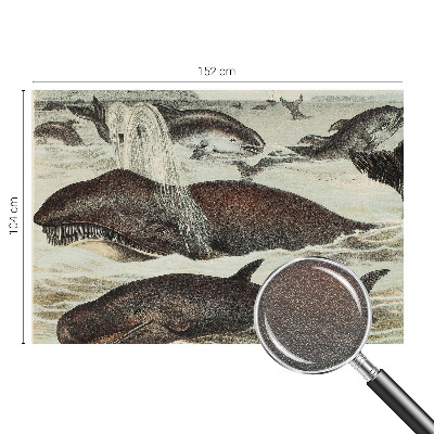 Plaunamas flizelininis fototapetas Havdyras