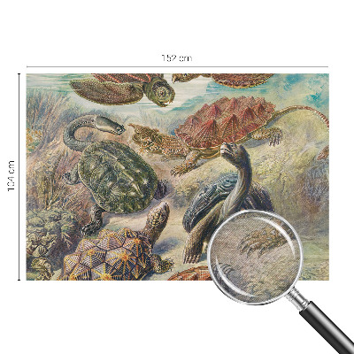 Plaunamas flizelininis fototapetas Skildpaddefauna