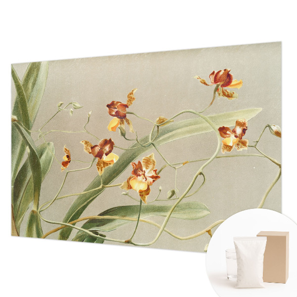 Modernus fototapetas su klasikinio stiliaus orchidėja