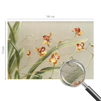 Modernus fototapetas su klasikinio stiliaus orchidėja