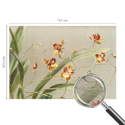 Modernus fototapetas su klasikinio stiliaus orchidėja