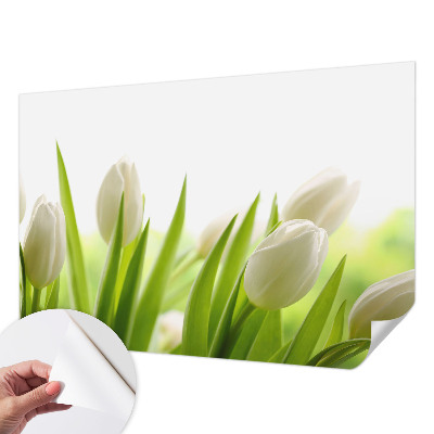 Fototapetai su baltomis tulpėmis