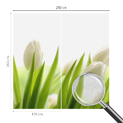 Fototapetai su baltomis tulpėmis