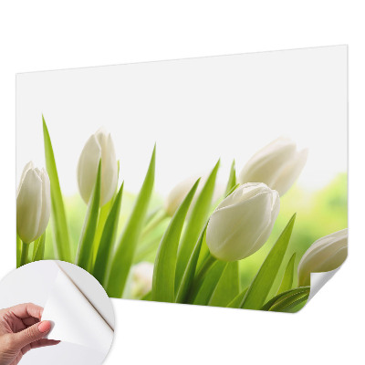 Fototapetai su baltomis tulpėmis