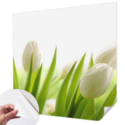Fototapetai su baltomis tulpėmis