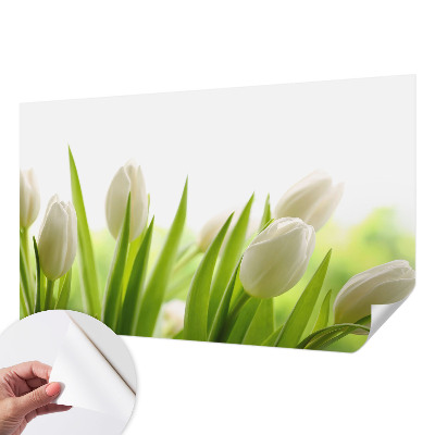 Fototapetai su baltomis tulpėmis