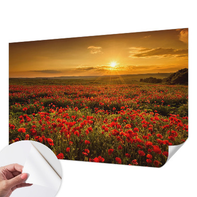 Fototapetai su aguonų lauku