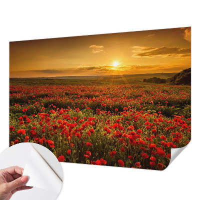 Fototapetai su aguonų lauku