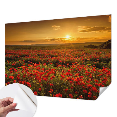 Fototapetai su aguonų lauku