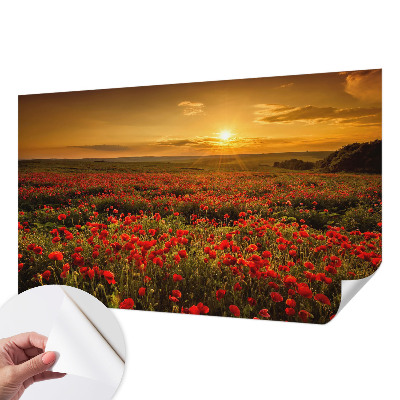 Fototapetai Valmuefeltas