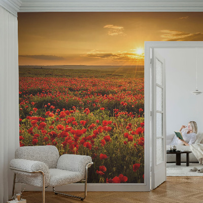 Fototapetai su aguonų lauku