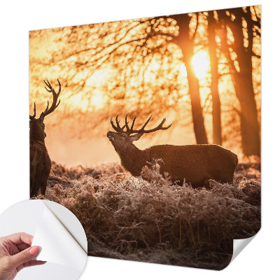 Fototapetai Rytoj šviečia