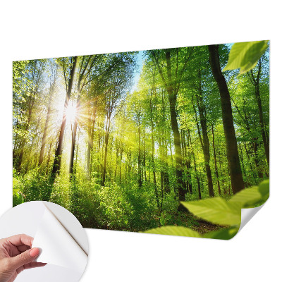 3D fototapetas sienoms su Skovlys motyvu