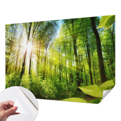 3D fototapetas sienoms Skovlys