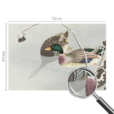 3D fototapetas sienoms Rolige ænder