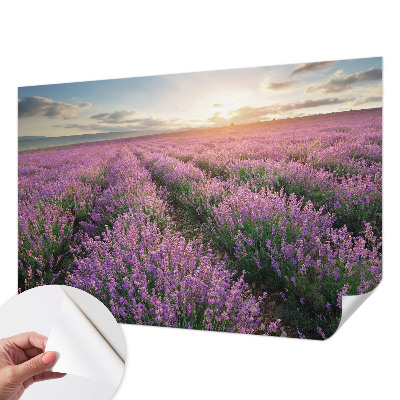 3D fototapetas sienoms su levandų motyvu