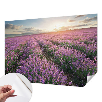 3D fototapetas sienoms su levandų motyvu
