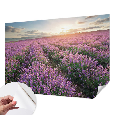 3D fototapetas sienoms su levandų motyvu