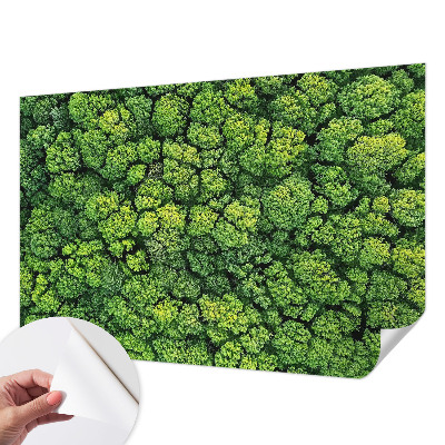 3D fototapetas su miško panorama