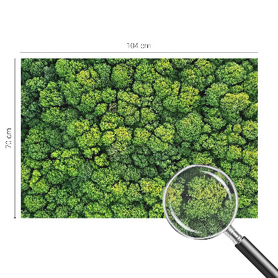 3D fototapetas su miško panorama