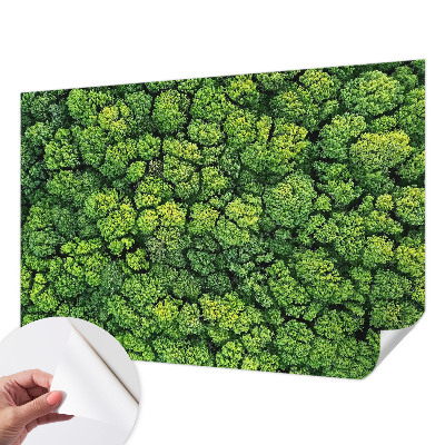 3D fototapetas su miško panorama