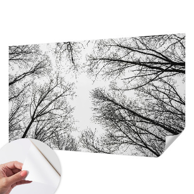 3D fototapetas sienoms Plika žalia