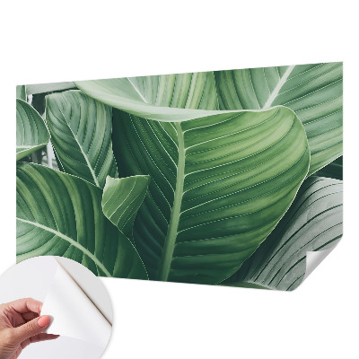 Savaime lipnus fototapetas Grøn fred