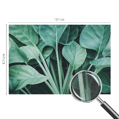 Tapetai Žalia gamta