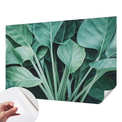 Tapetai Žalia gamta