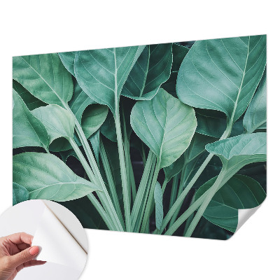 Tapetai Žalia gamta