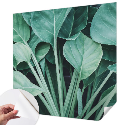 Tapetai Žalia gamta