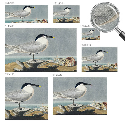 Fototapetas vaikams Ornitologinė elegancija