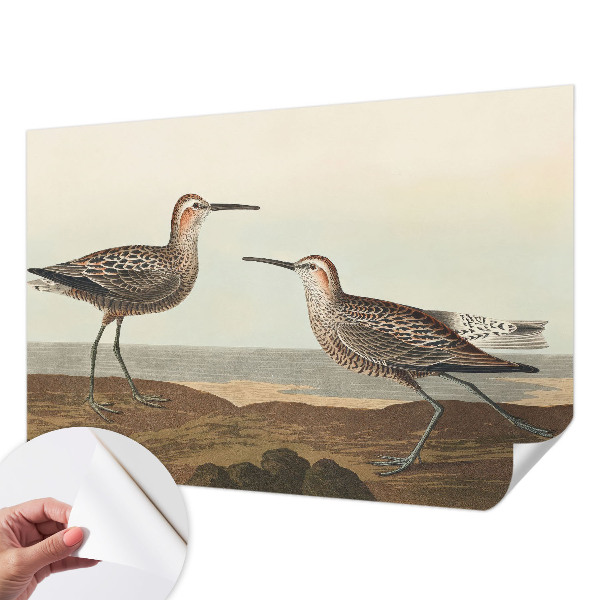 Fototapetai Fuglesilhuetter