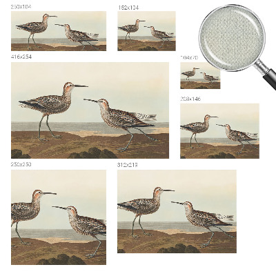 Fototapetai Fuglesilhuetter