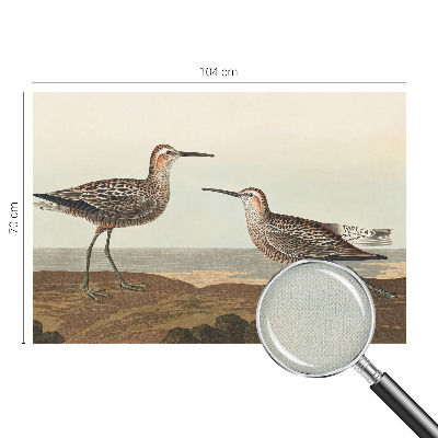 Fototapetai Fuglesilhuetter